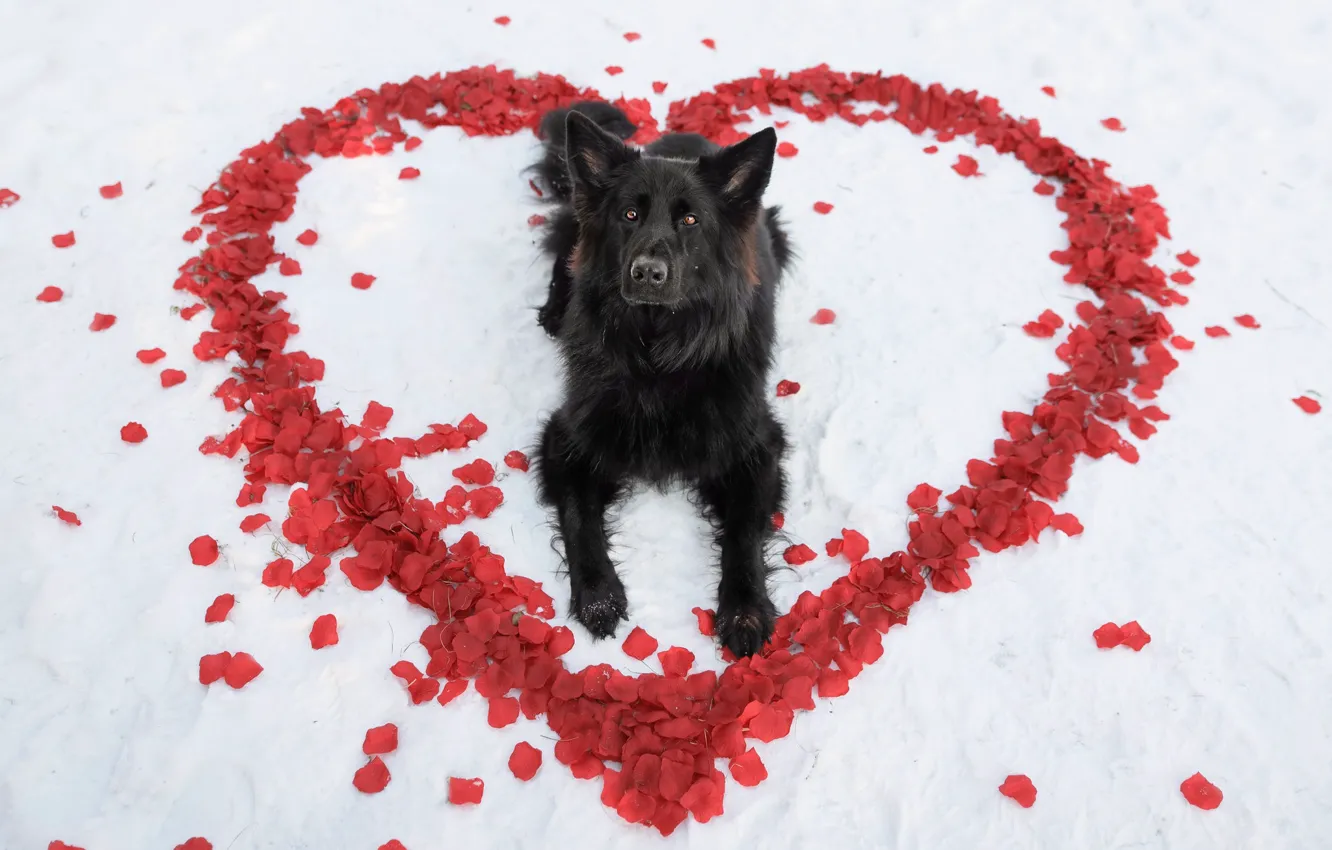 Photo wallpaper each, heart, dog