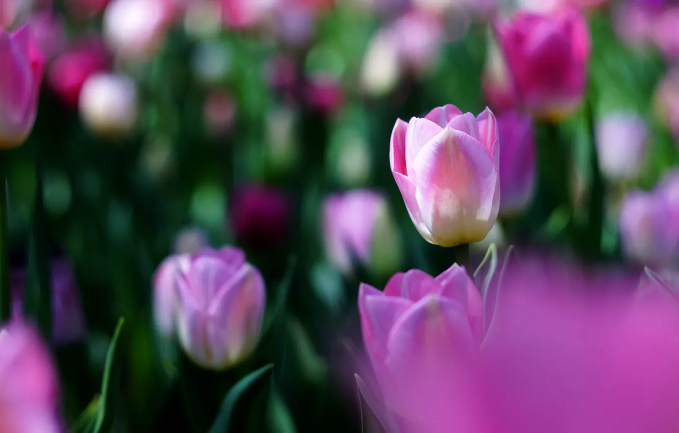 Photo wallpaper light, flowers, spring, garden, tulips, pink, buds, flowerbed