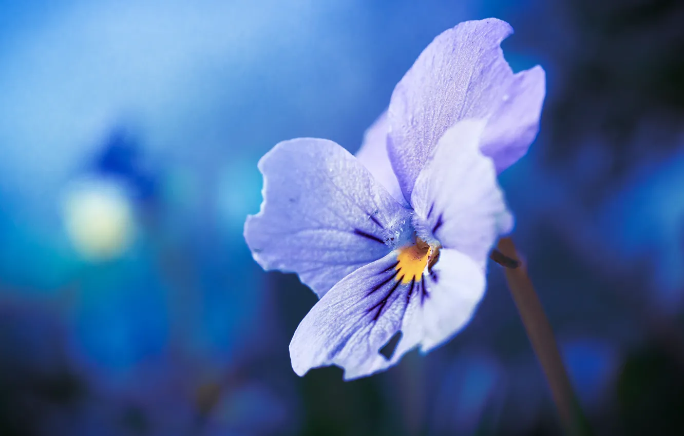 Photo wallpaper flower, macro, lilac, Pansy, blue background, bokeh, viola