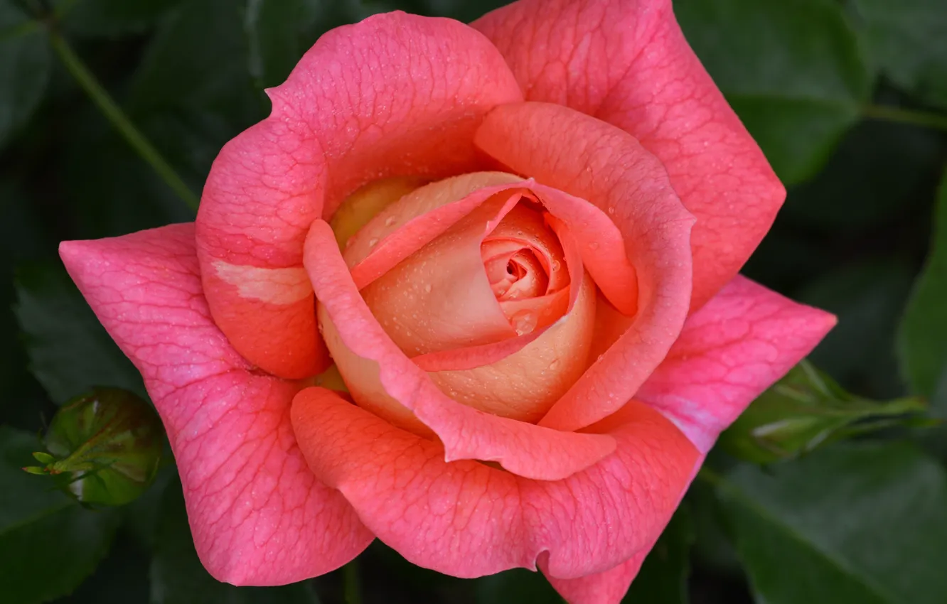 Photo wallpaper drops, macro, flowers, roses, pink