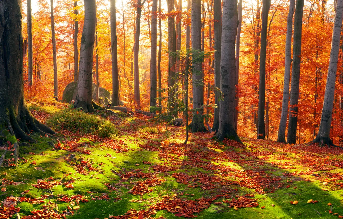 Photo wallpaper autumn, forest, leaves, the sun, trees, stones, moss, Ukraine