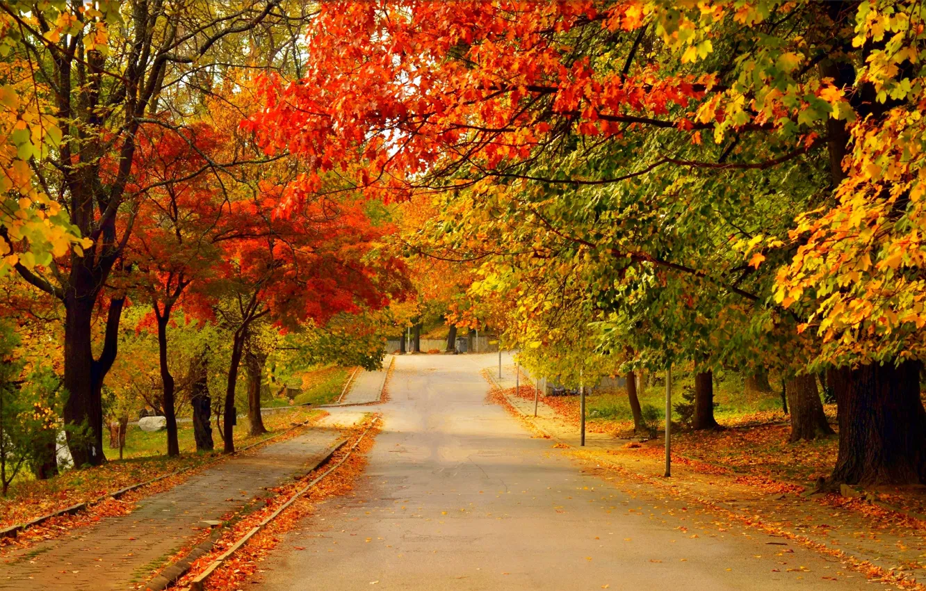 Photo wallpaper Road, Autumn, Trees, Fall, Foliage, Autumn, Colors, Road