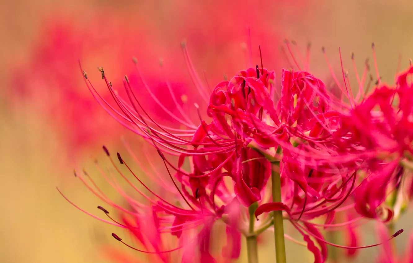 Photo wallpaper macro, flowers, nature