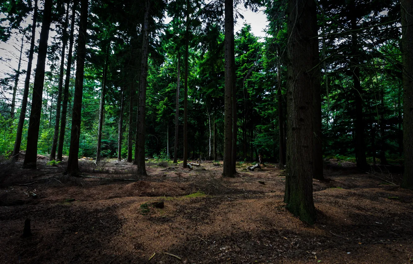 Photo wallpaper forest, trees, Belgium, Bokrijk, Bokrijk