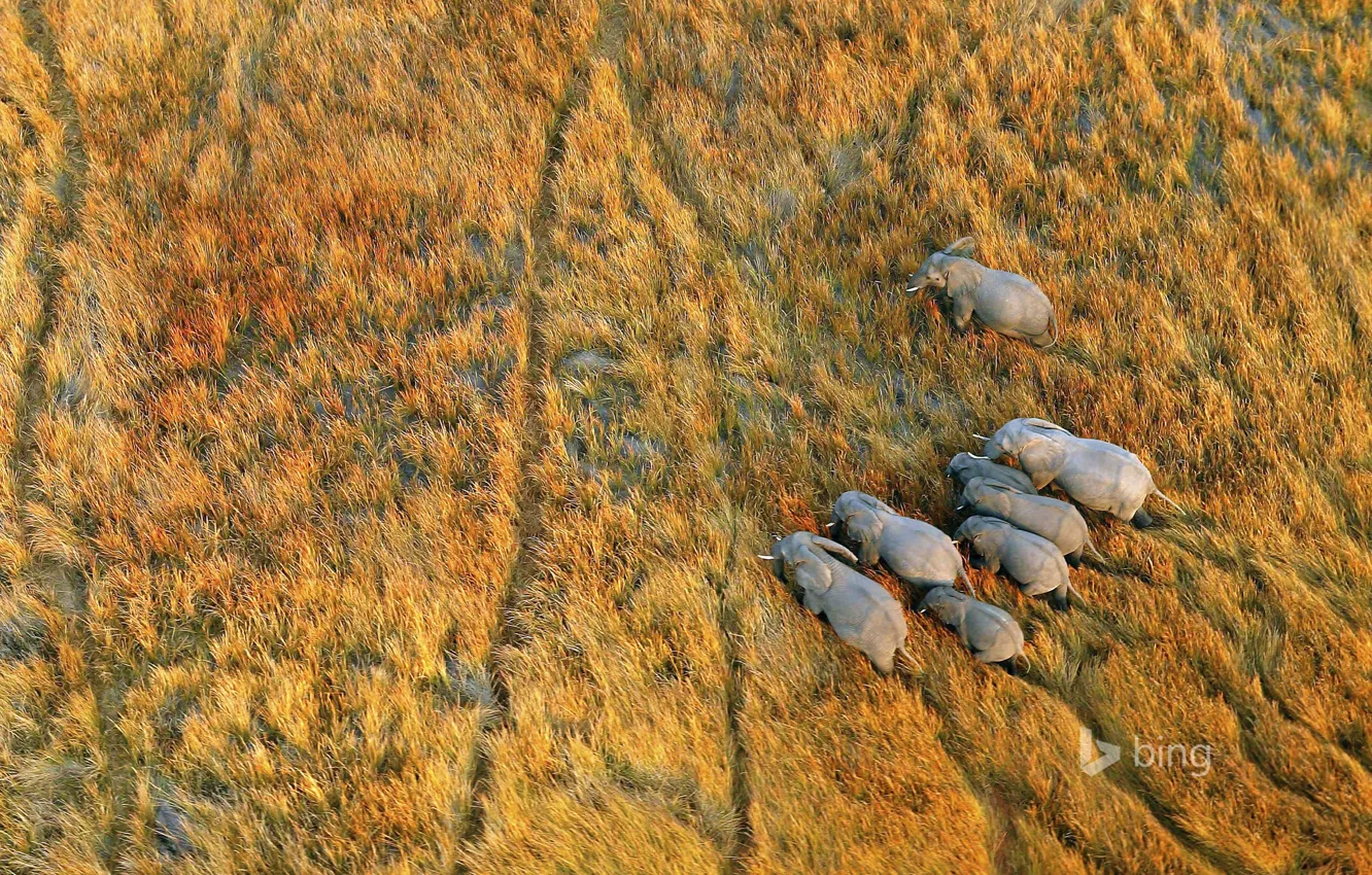Photo wallpaper grass, Africa, elephants, Botswana, the Okavango Delta