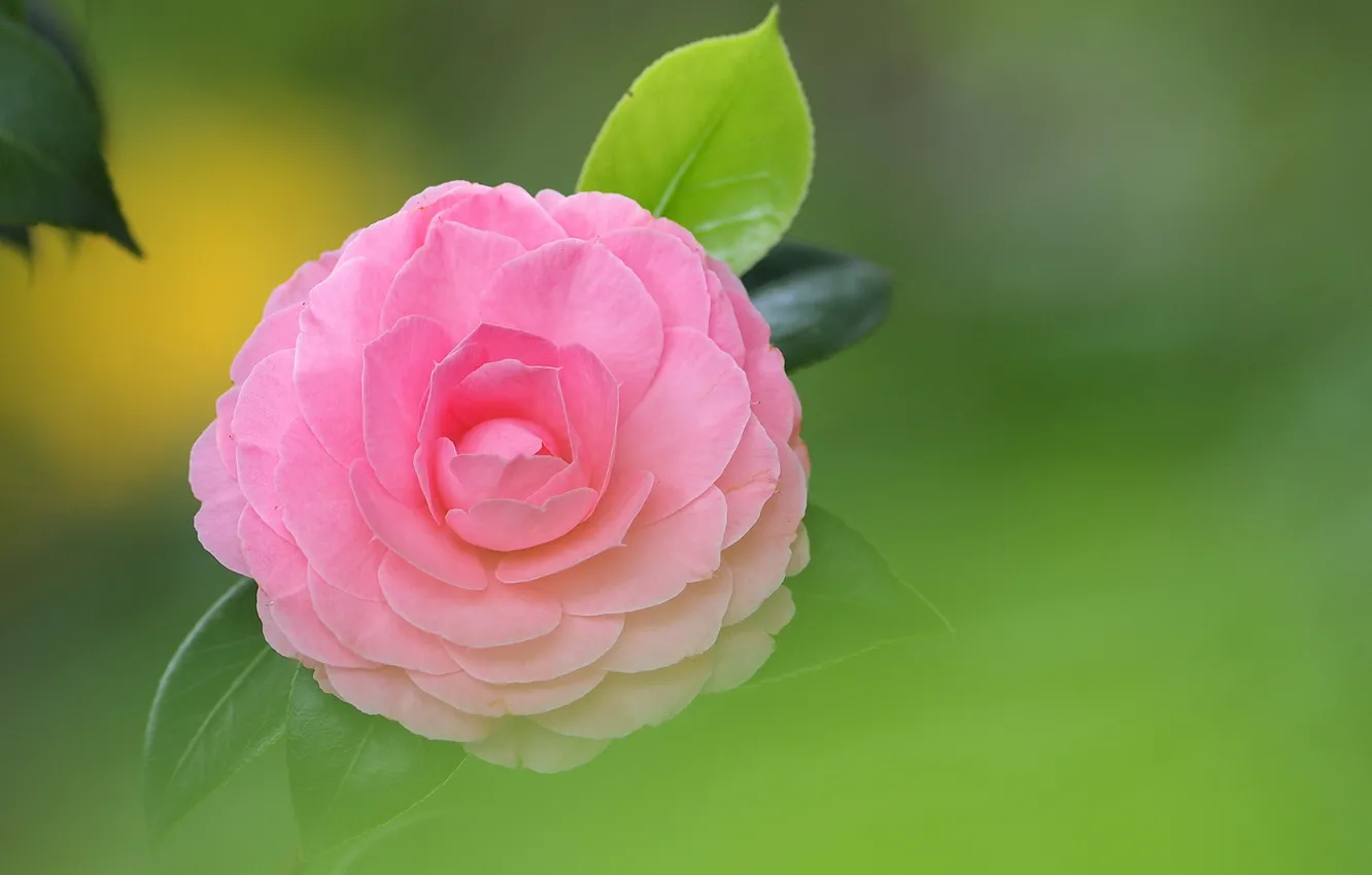 Photo wallpaper flower, leaves, background, pink, Camellia