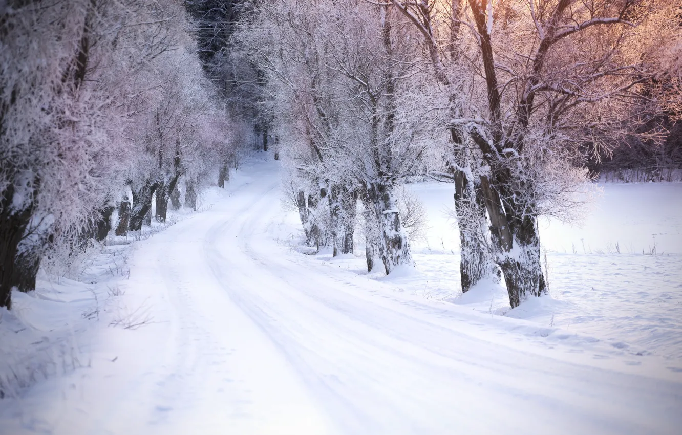 Photo wallpaper road, snow, trees