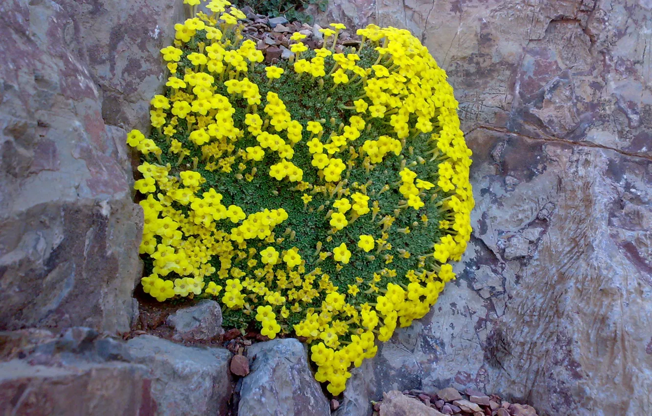 Photo wallpaper flower, heart, beautiful, mountain, iranian