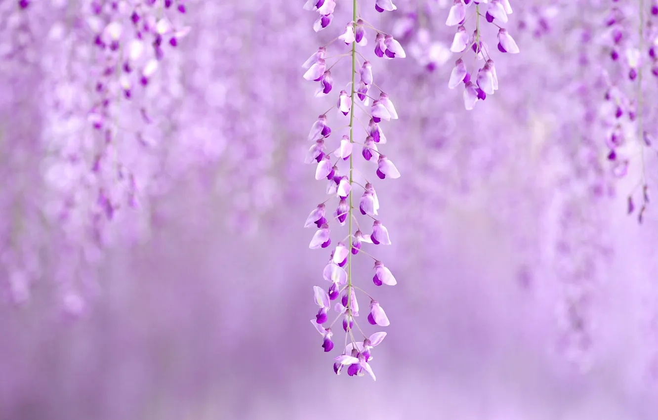 Photo wallpaper purple, flowers, tenderness, Wisteria