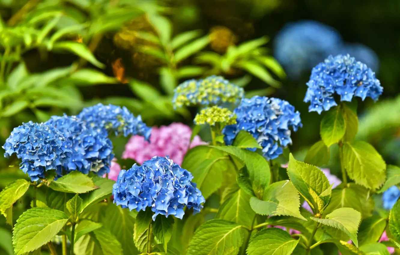 Photo wallpaper Bush, flowering, blue, Hydrangea