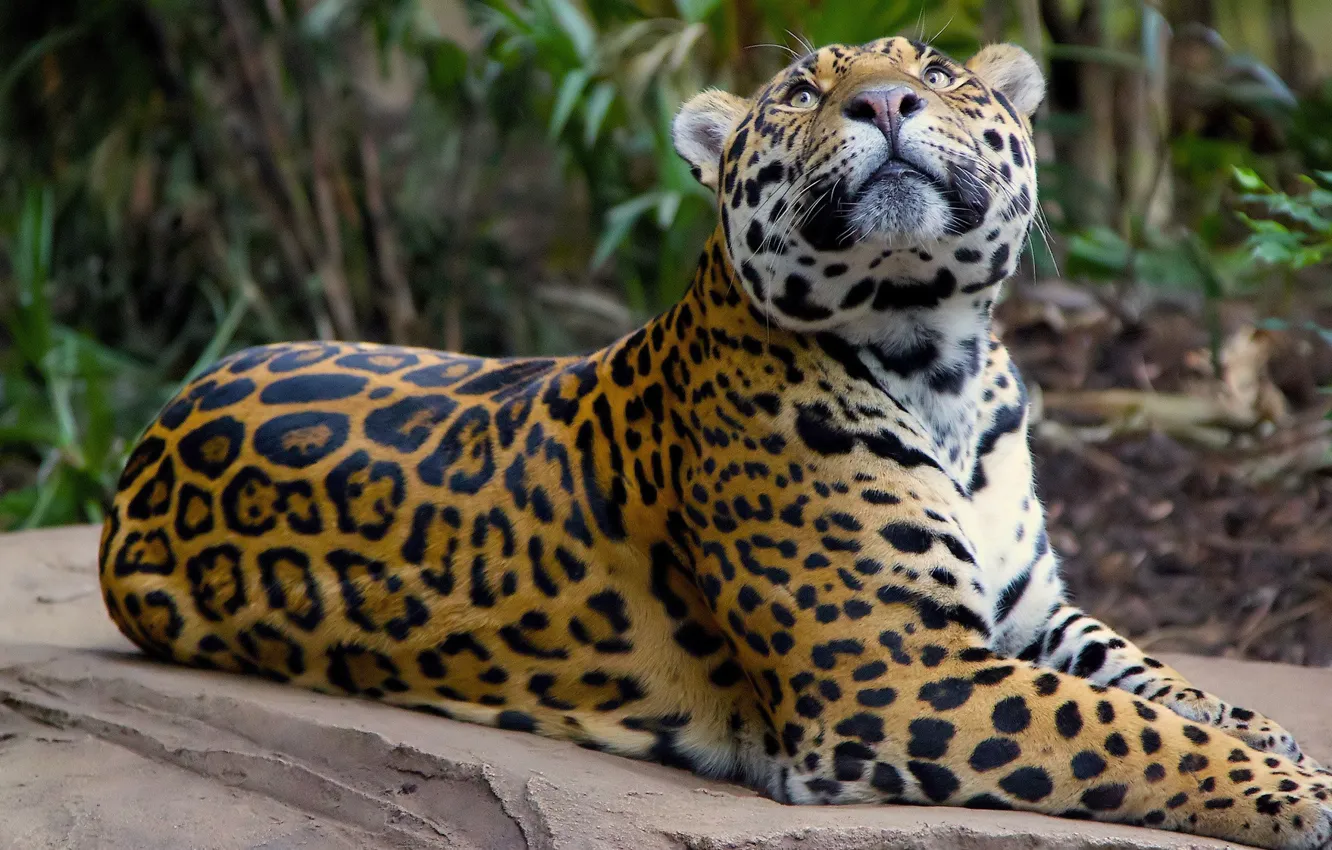 Photo wallpaper spot, Jaguar, wild cat