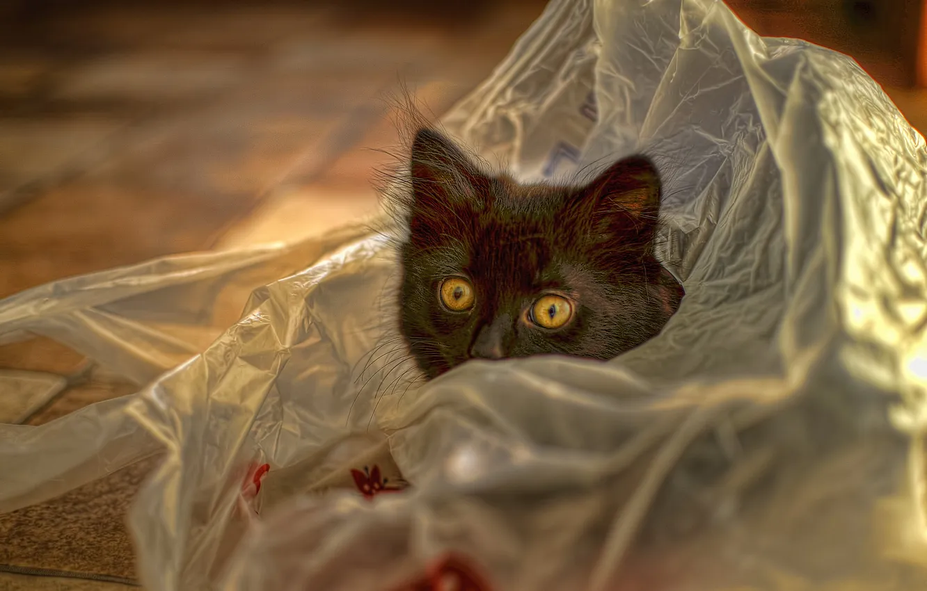 Photo wallpaper cat, look, pose, black, floor, fabric, kitty, face