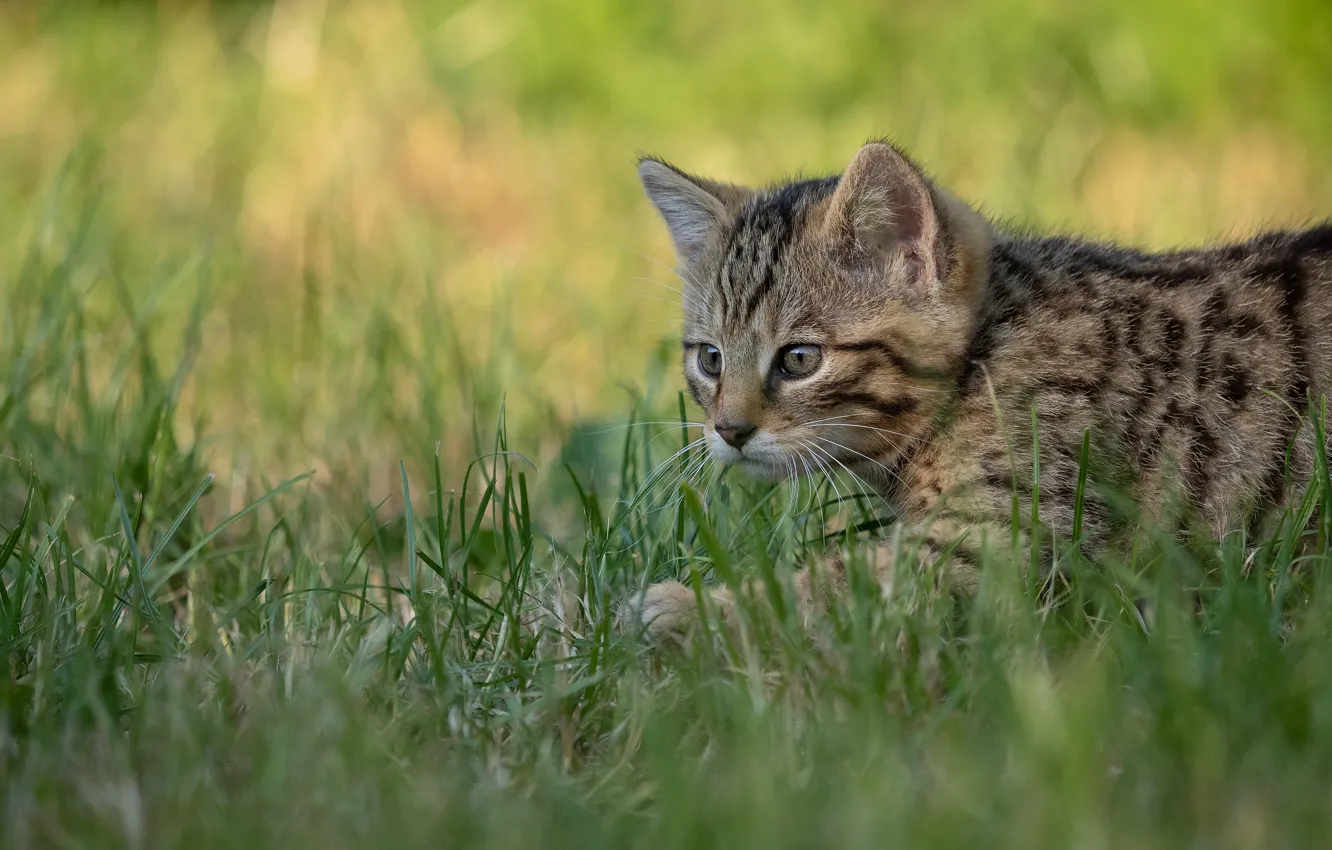 Photo wallpaper cat, grass, cat, kitty, sneaks, wild forest cat