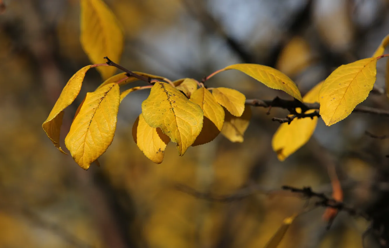 Photo wallpaper leaves, yellow, Sunny, drain