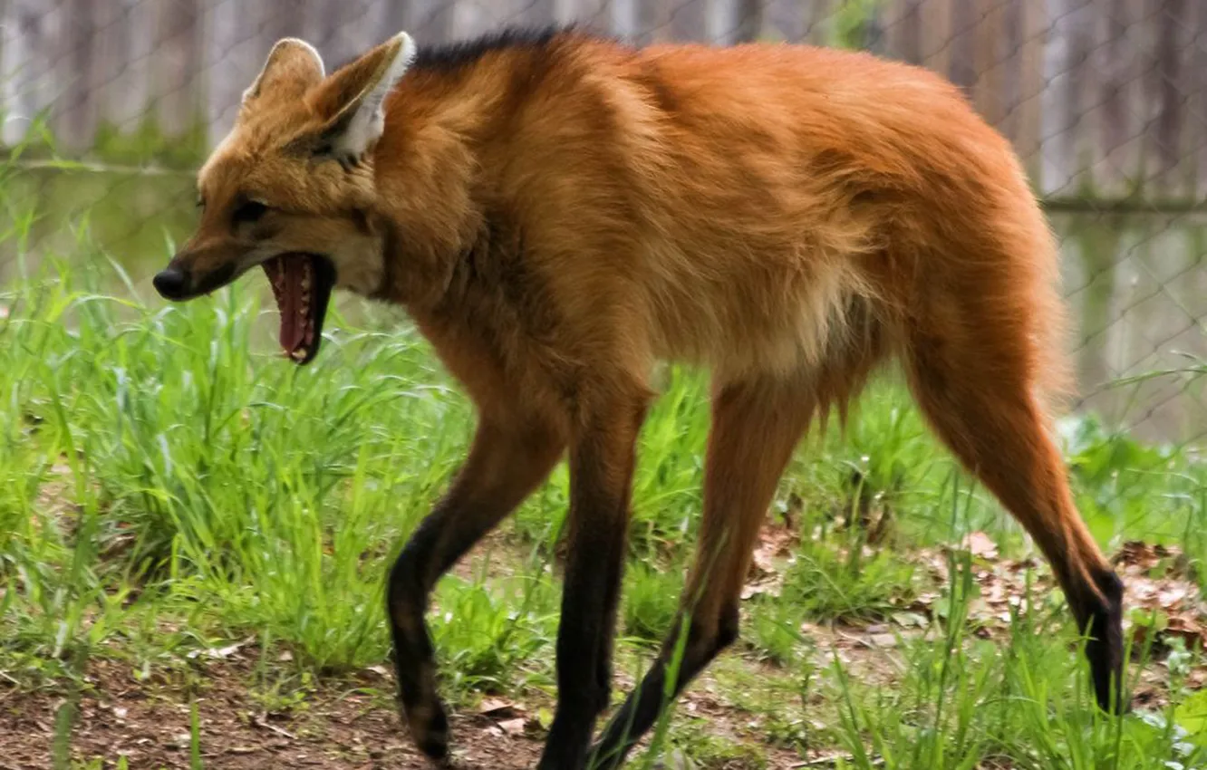 Photo wallpaper fox, animal, maned wolf, sout america