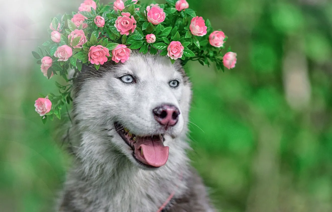 Photo wallpaper face, animal, dog, wreath, husky, dog, Maria Anapolsky
