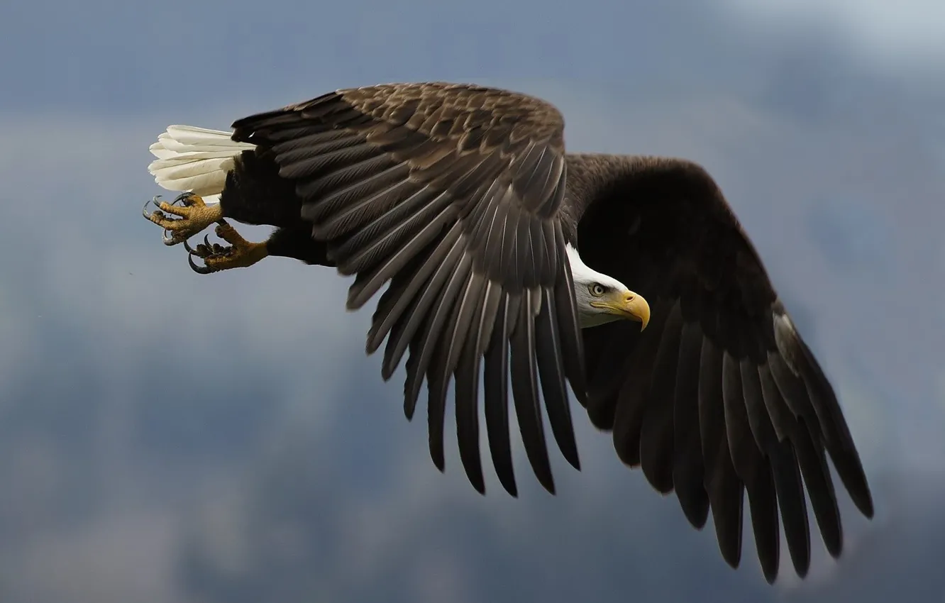 Photo wallpaper look, eagle, wings