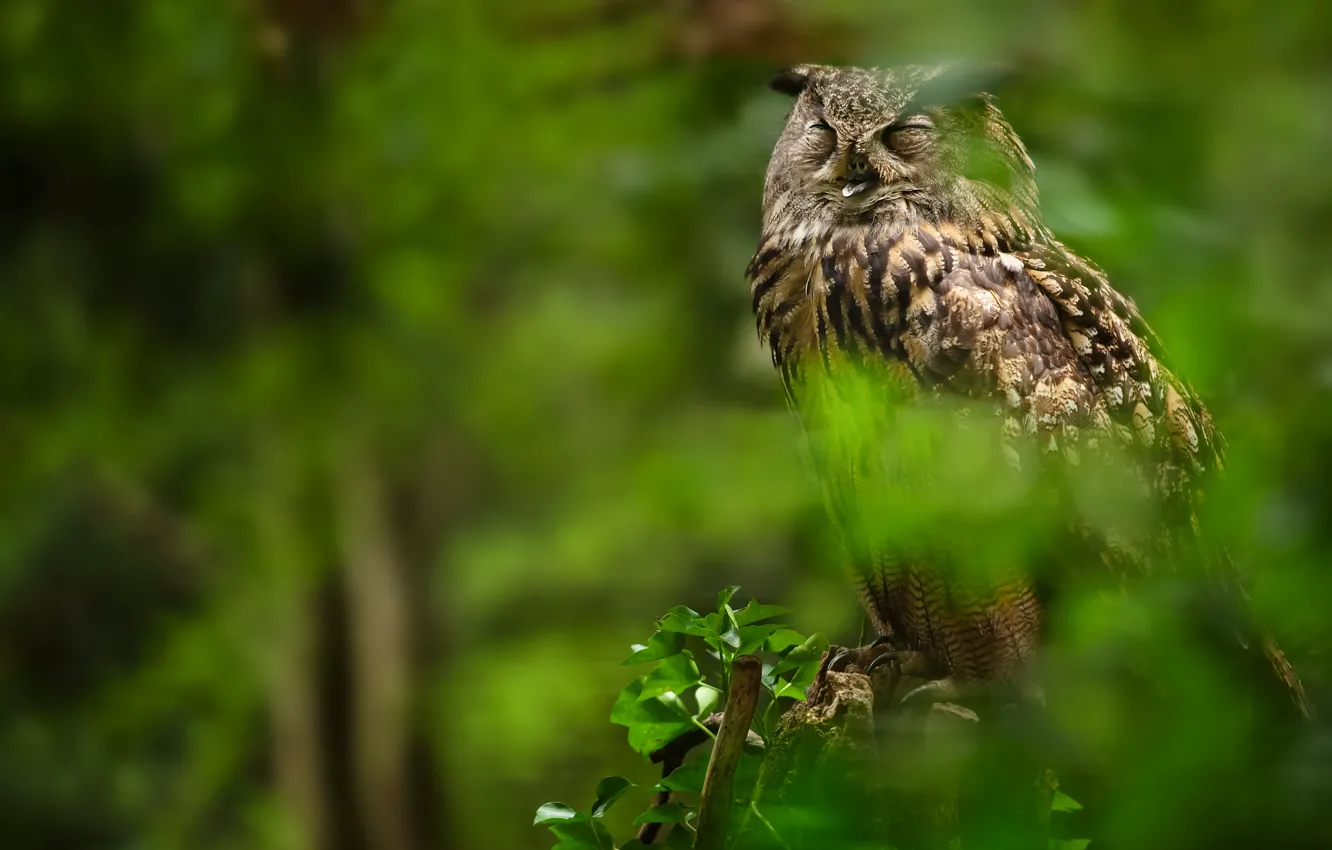 Photo wallpaper leaves, branches, owl, bird, stump