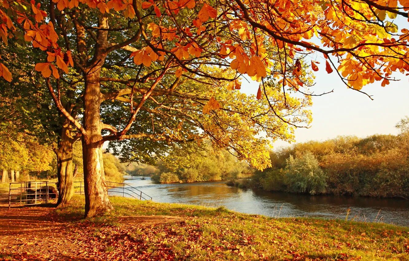 Photo wallpaper autumn, water, landscape, reflection, foliage, the bridge, dereja