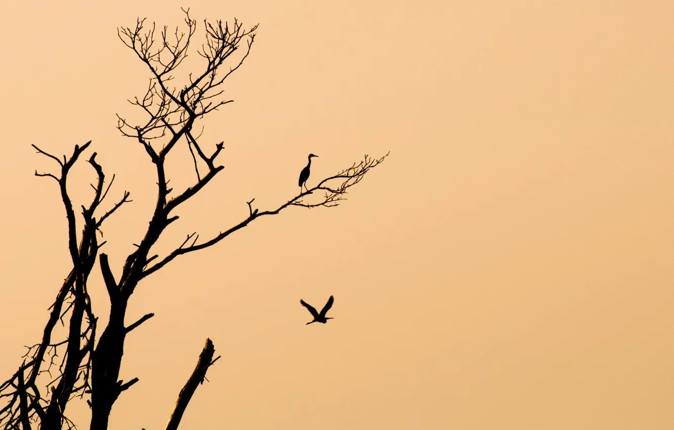 Photo wallpaper birds, background, tree, minimalism