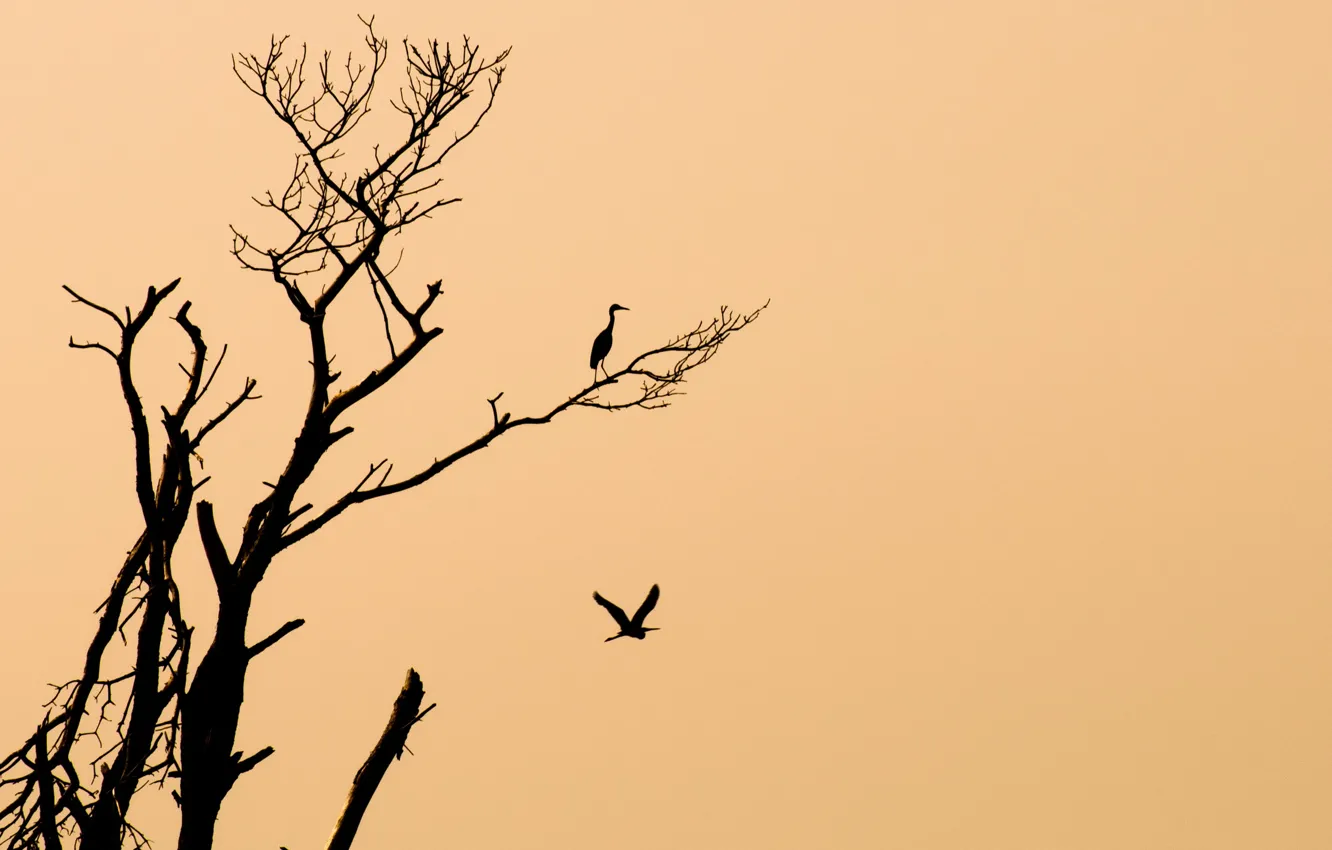 Photo wallpaper trees, background, bird, minimalism