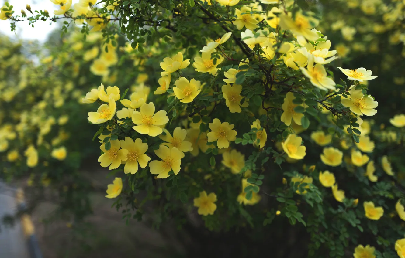 Photo wallpaper leaves, flowers, branches, yellow, nature, background, garden, briar