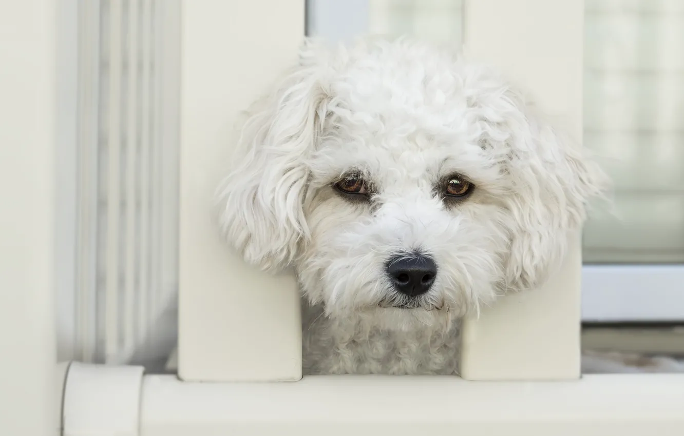 Photo wallpaper eyes, background, the fence, portrait, dog, light, puppy, white