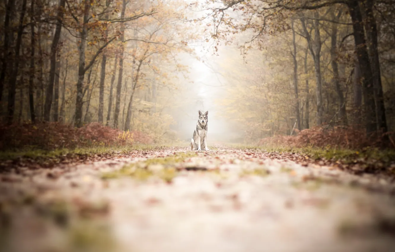 Photo wallpaper road, autumn, dog