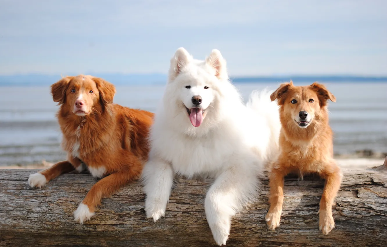Photo wallpaper look, pose, dog, face, Samoyed