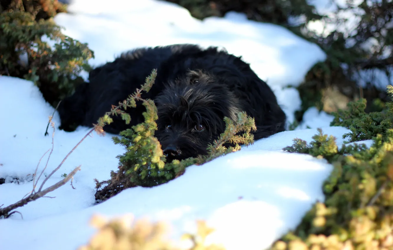 Photo wallpaper eyes, snow, nature, dog