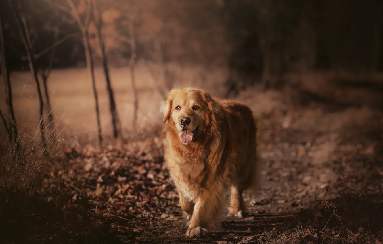 Photo wallpaper autumn, Park, dog, walk