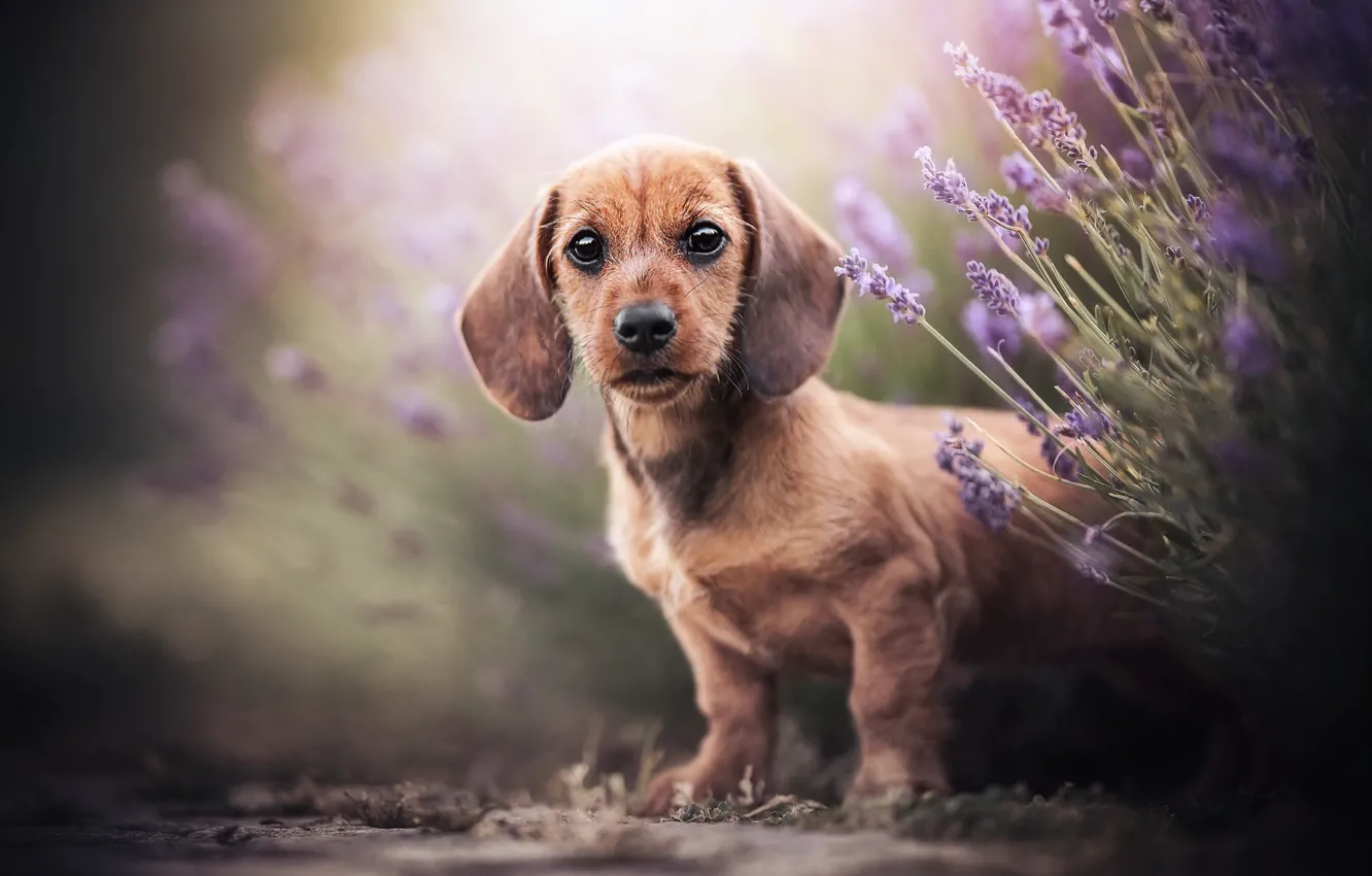 Photo wallpaper look, dog, puppy, Dachshund, face, lavender, bokeh