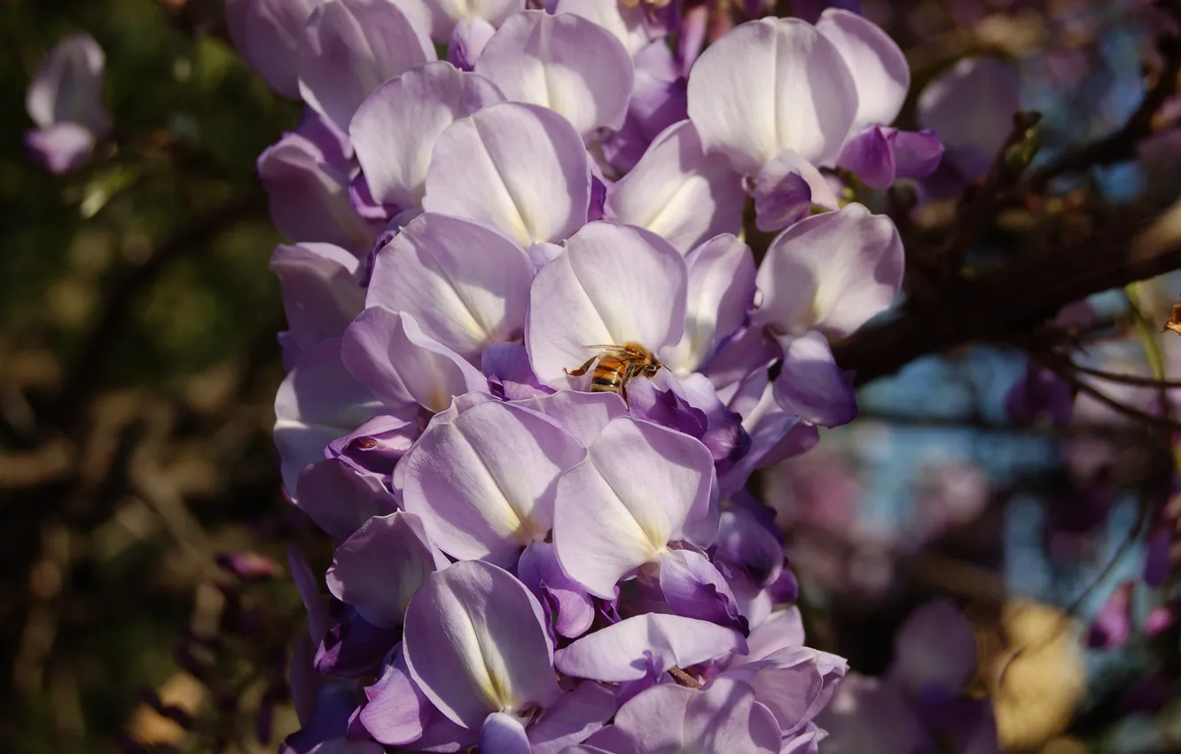 Photo wallpaper flowers, branches, bee, insect, flowering, inflorescence, lilac, bokeh