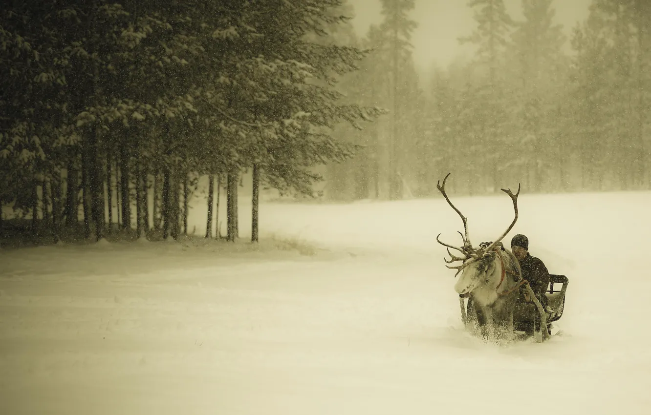 Photo wallpaper winter, forest, snow, deer, guy, sleigh, snowfall, Finland