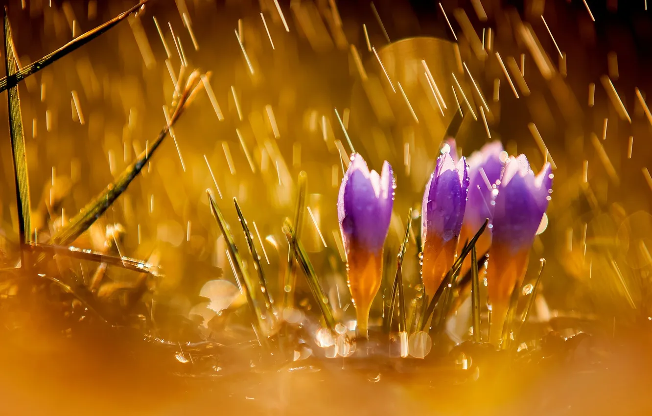 Photo wallpaper flowers, nature, rain