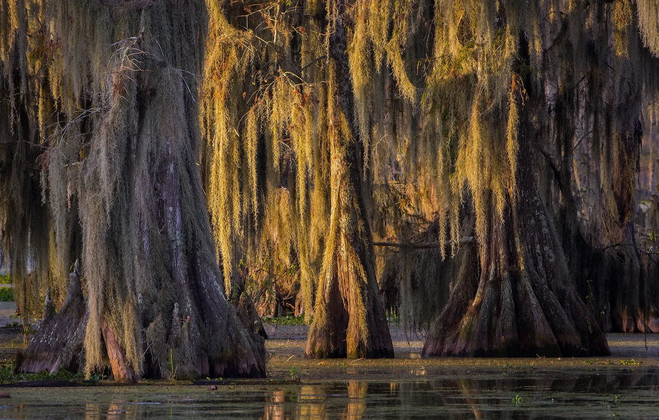 Photo wallpaper trees, nature, river