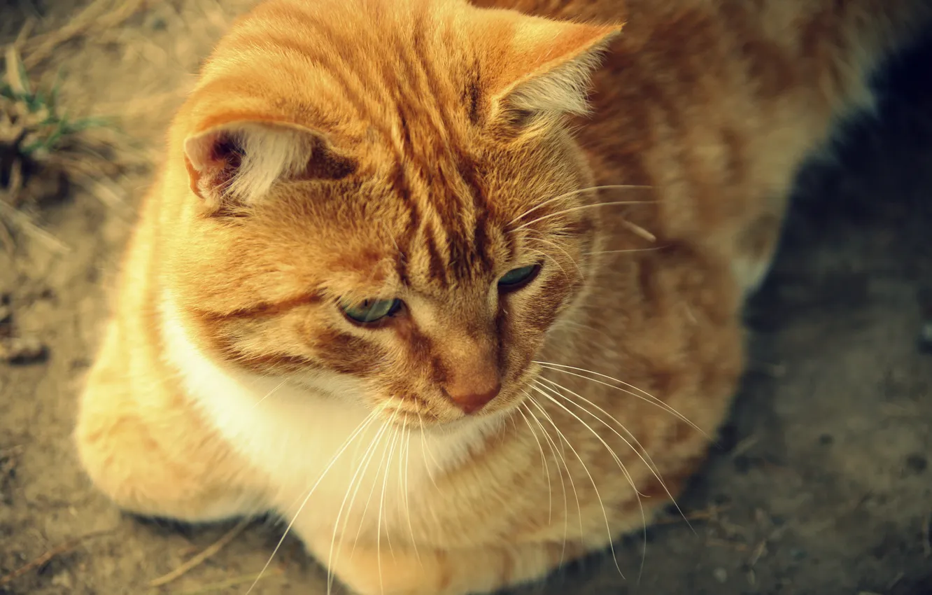 Photo wallpaper cat, mustache, look, red, lies, color, ears