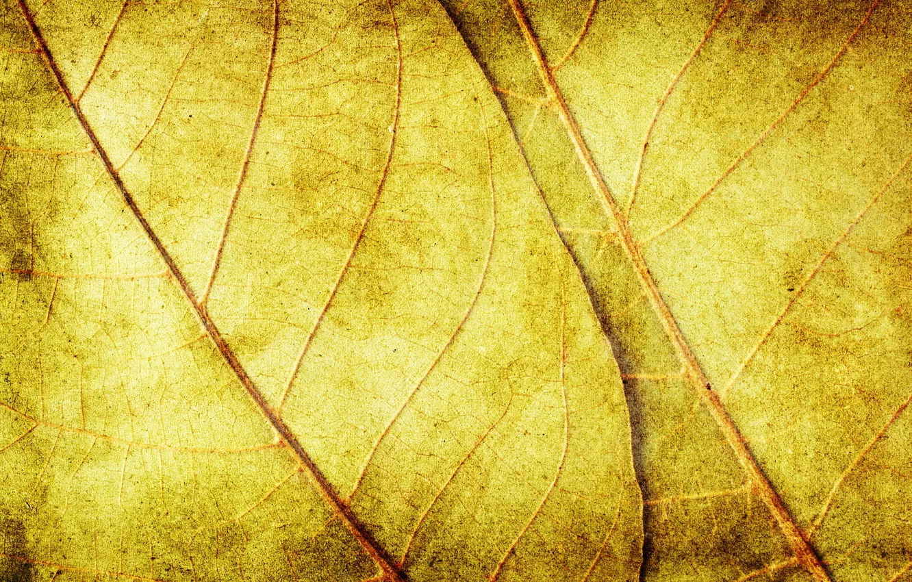 Photo wallpaper leaves, yellow, background, texture