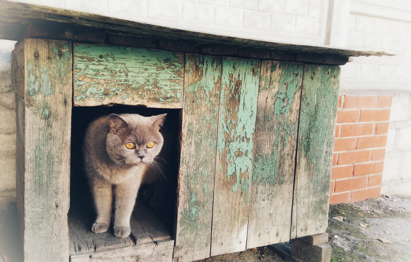 Photo wallpaper cat, cat, look, grey, booth, British, brazen, British