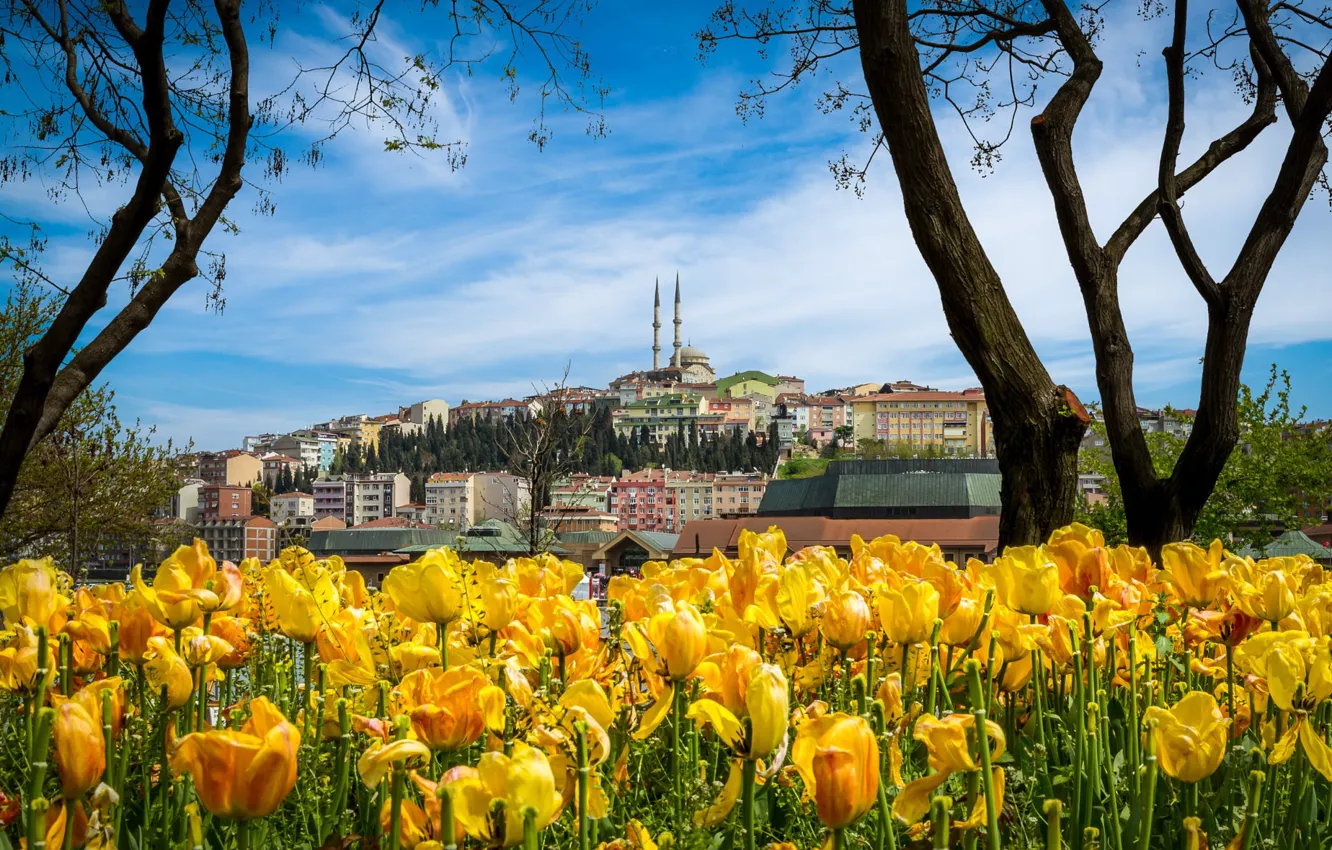 Photo wallpaper trees, flowers, branches, yellow, the city, Park, building, home
