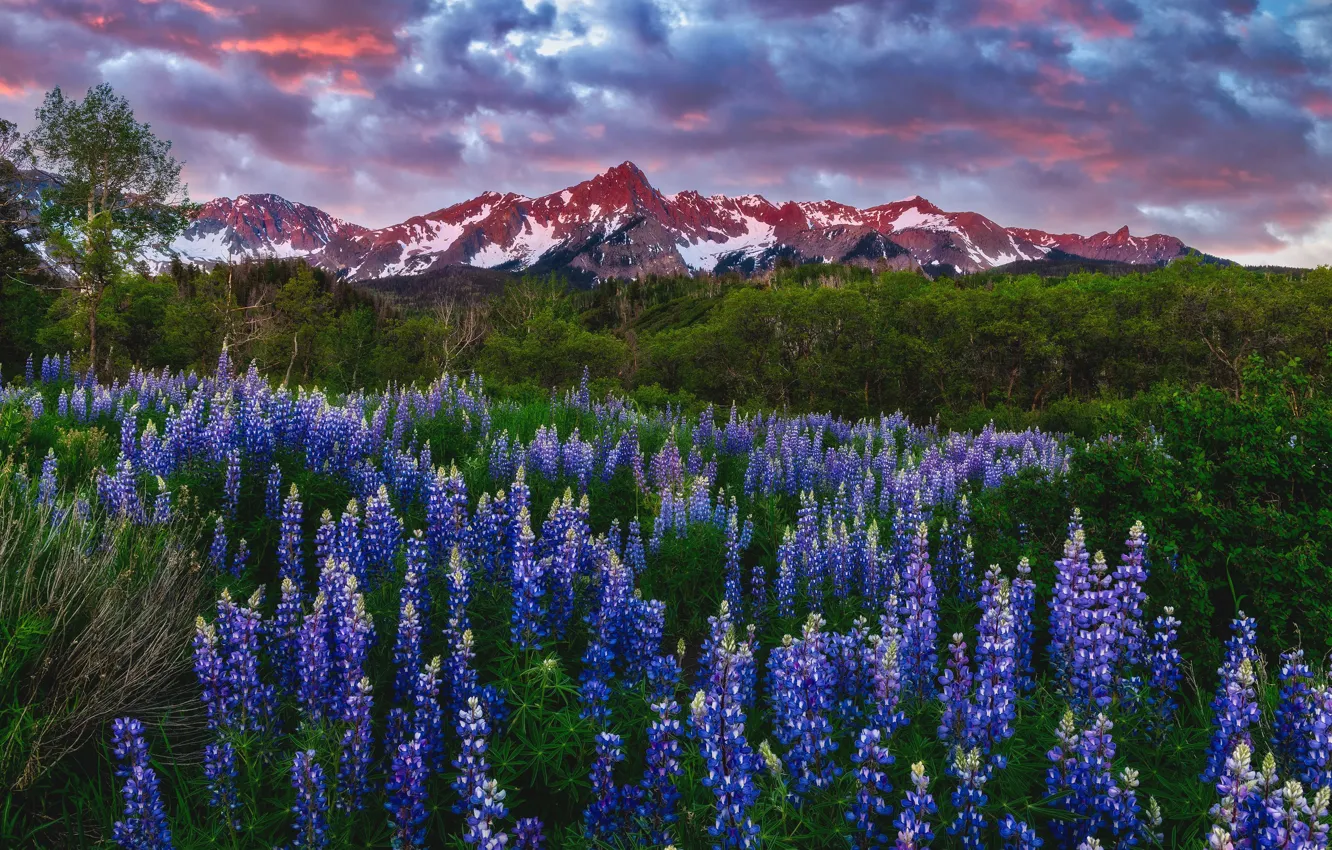 Photo wallpaper field, flowers, mountains, meadow, lupins