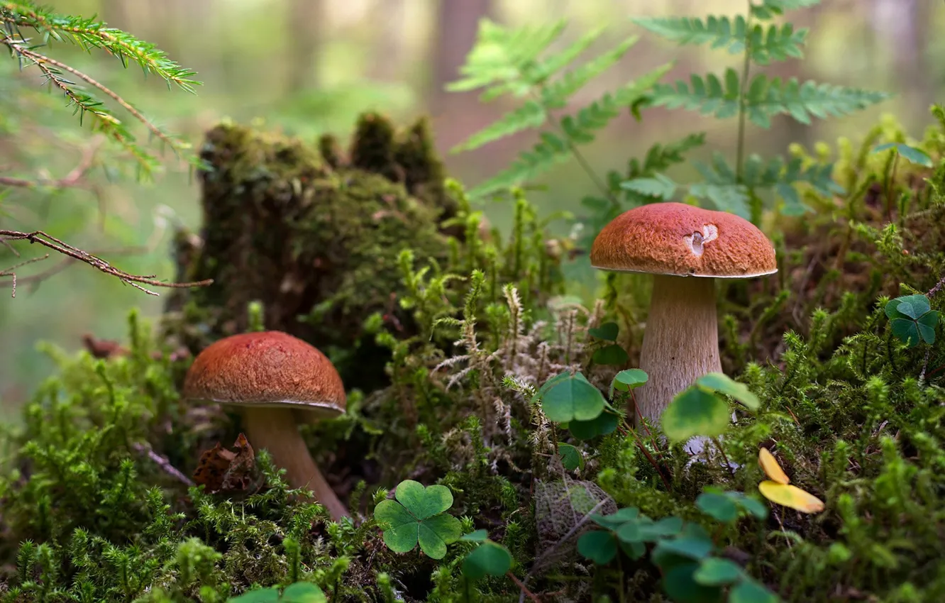 Photo wallpaper mushrooms, moss, stump