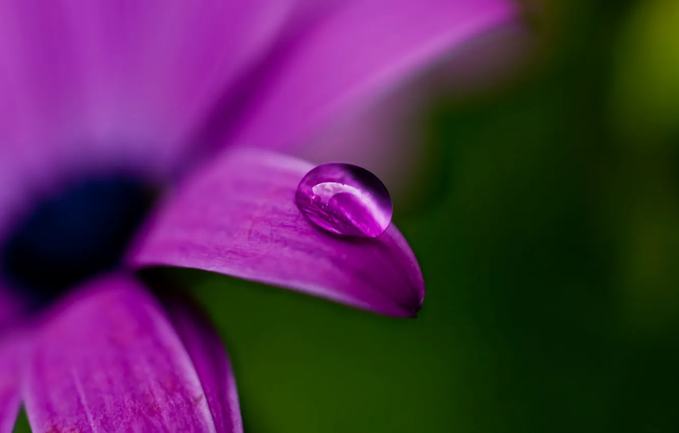 Photo wallpaper flower, purple, macro, nature, green, Rosa, plant, color