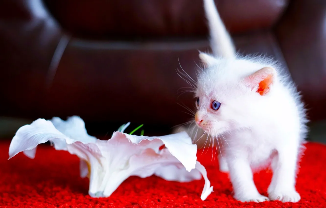 Photo wallpaper flowers, baby, kitty