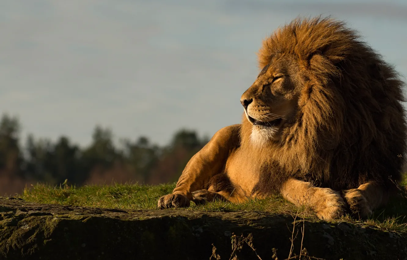 Photo wallpaper cat, the sky, face, pose, stones, background, Leo, paws
