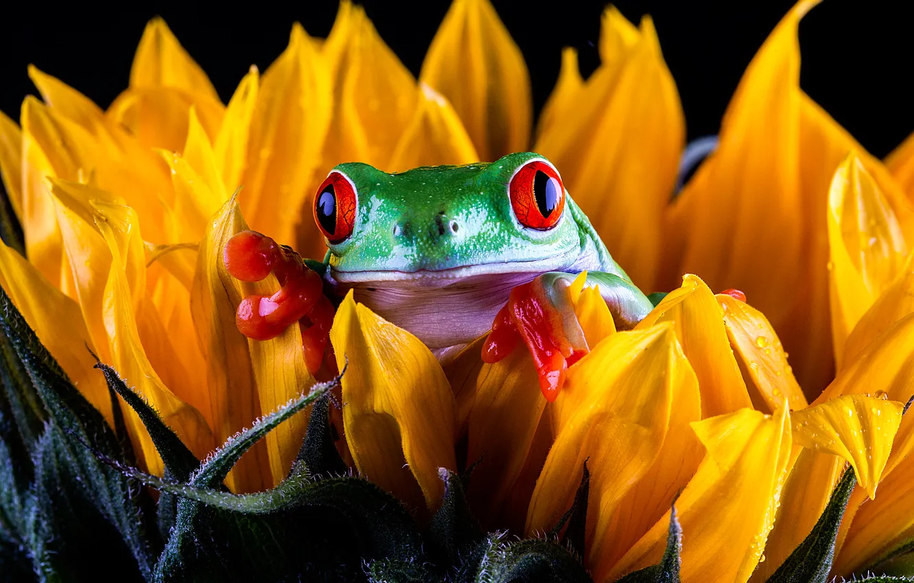 Photo wallpaper look, drops, macro, sunflowers, flowers, yellow, green, frog
