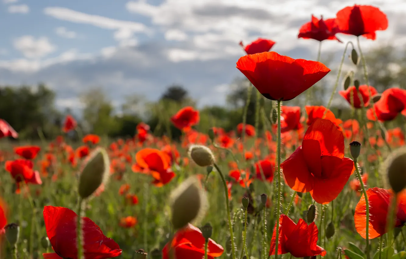 Photo wallpaper summer, clouds, light, flowers, red, bright, Mac, Maki