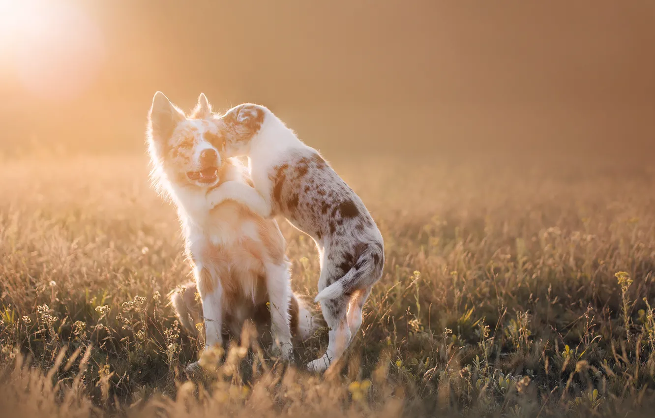 Photo wallpaper field, rays, light, the game, dog, puppy, Aussie, Wallpaper from lolita777