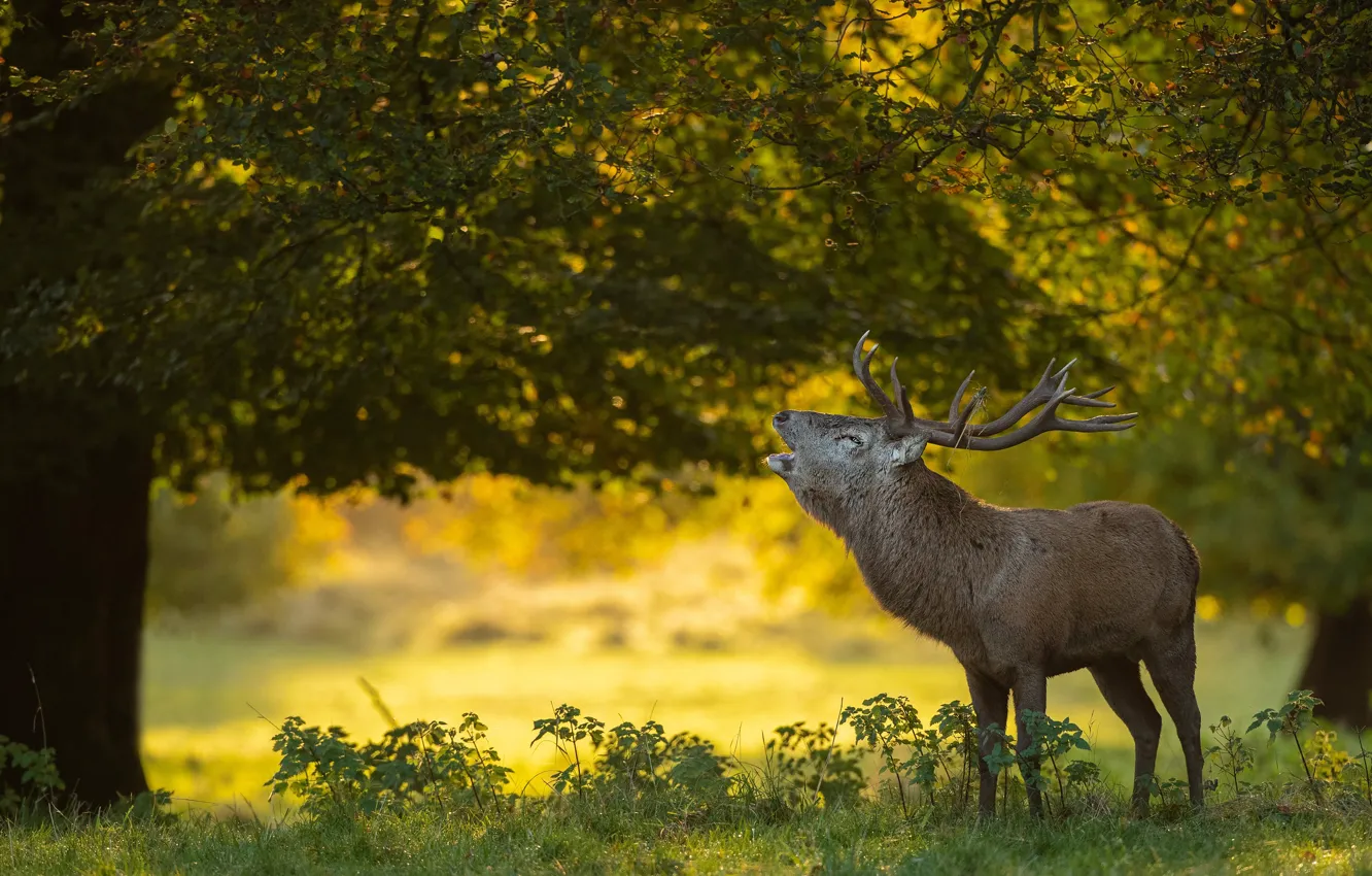 Photo wallpaper greens, forest, summer, trees, Park, foliage, deer, profile