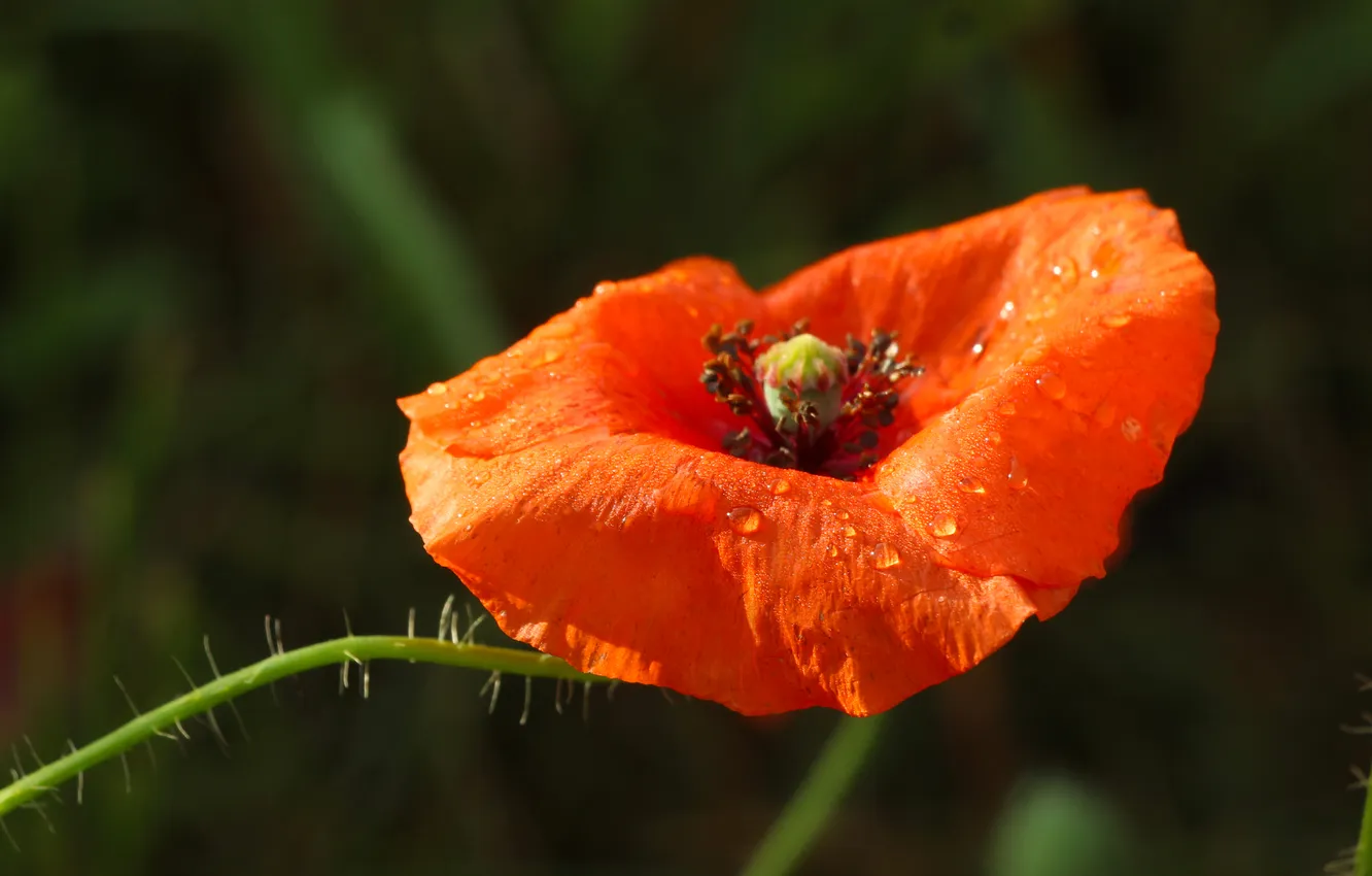 Photo wallpaper red, flower, poppy